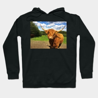 Scottish Highland Cattle Cow 2409 Hoodie